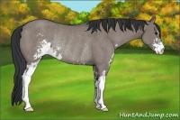 Horse Color:Grullo Sabino Rabicano
