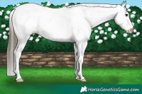 Horse Color:Bay Splash Appaloosa 