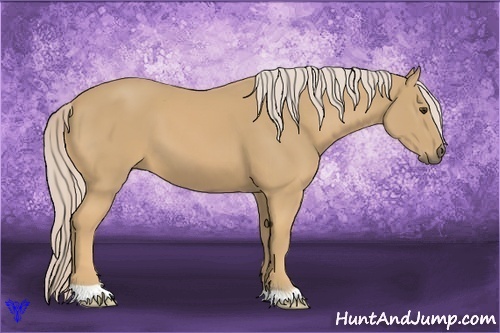 Horse Color:Palomino 