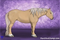 Horse Color:Palomino