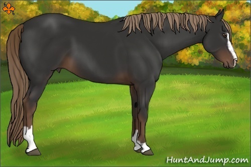 Horse Color:Liver Chestnut Sabino 