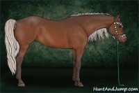 Horse Color:Silver Bay 