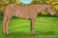Horse Color:Chestnut Rabicano 