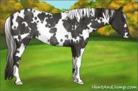 Horse Color:White Spotted Liver Chestnut Rabicano 