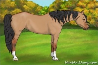 Horse Color:Bay Dun