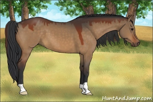 Horse Color:Brown Dun