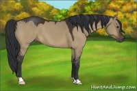 Horse Color:Brown Dun 