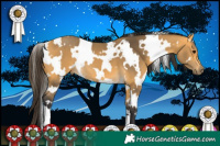 Horse Color:White Spotted Buckskin 