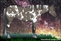 Horse Color:White Spotted Smoky Grullo