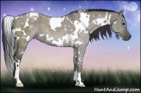 Horse Color:White Spotted Grullo