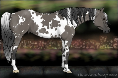 Horse Color:White Spotted Smoky Grullo 