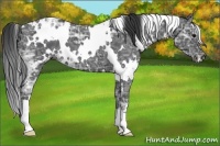 Horse Color:White Spotted Black Ice 