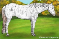 Horse Color:Blue Ice Roan Appaloosa and Blue Ice Roan Appaloosa