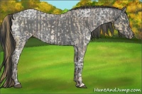 Horse Color:White Spotted Liver Chestnut Ice Pearl Appaloosa  and Blue Ice Roan 