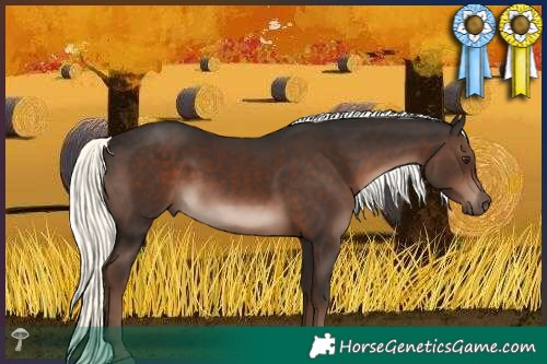 Horse Color:Liver Chestnut Mushroom