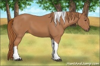 Horse Color:Chestnut Tobiano