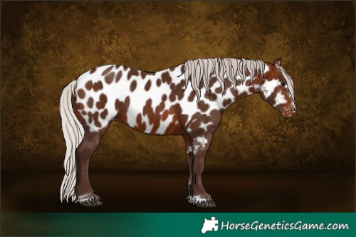 Horse Color:Silver Brown Near Leopard