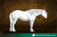 Horse Color:Silver Brown Appaloosa 