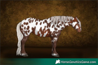 Horse Color:Silver Brown Near Leopard 