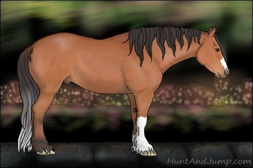 Horse Color:Bay 