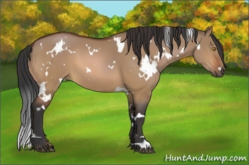 Horse Color:White Spotted Bay Dun 