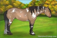 Horse Color:White Spotted Bay Dun