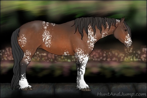 Horse Color:White Spotted Bay