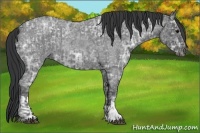 Horse Color:Blue Ice Roan and Blue Ice Roan Rabicano