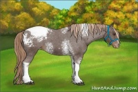 Horse Color:White Spotted Liver Chestnut Tobiano Appaloosa