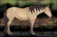 Horse Color:Amber Champagne 
