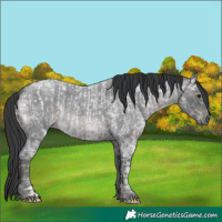Horse Color:Blue Chinchilla Ice Roan and Blue Ice Roan Rabicano