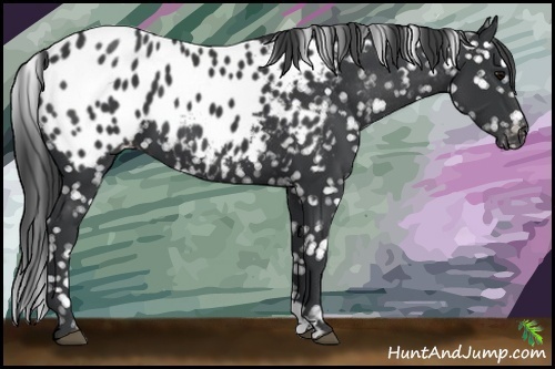 Horse Color:Black Near Leopard