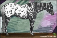Horse Color:Black Near Leopard 