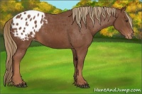 Horse Color:Chestnut Appaloosa 