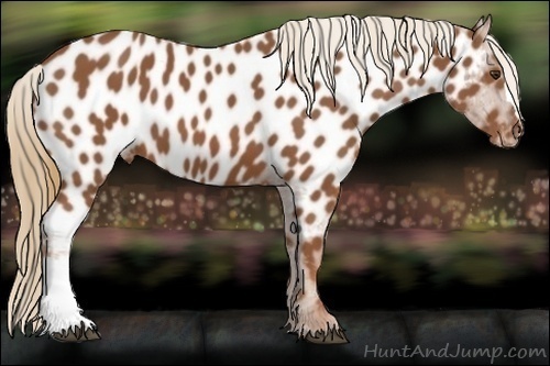 Horse Color:Chestnut Appaloosa 