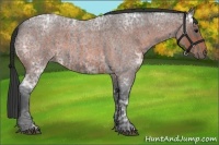 Horse Color:Blue Ice Roan and Bay Ice Roan