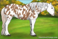Horse Color:Chestnut Appaloosa 