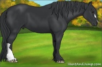 Horse Color:Black Chinchilla 