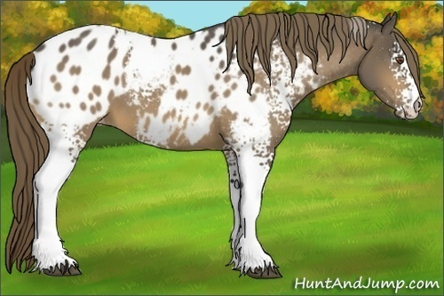Horse Color:White Spotted Buckskin Appaloosa 