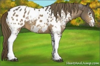 Horse Color:White Spotted Buckskin Appaloosa 