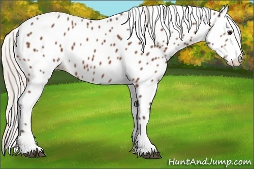 Horse Color:Silver Bay Sabino Appaloosa