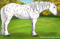 Horse Color:Silver Bay Sabino Appaloosa 