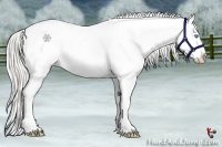 Horse Color:Cremello Appaloosa 