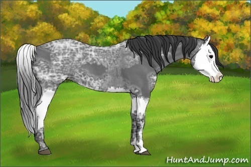 Horse Color:Blue Ice Roan and Blue Ice Roan Splash