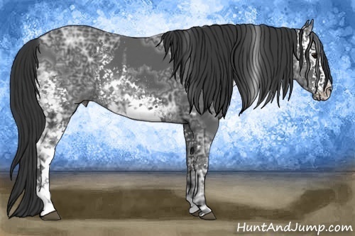 Horse Color:White Spotted Black Ice and White Spotted Black Ice Rabicano