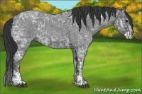 Horse Color:Blue Ice Roan and Blue Ice Roan Splash