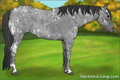 Horse Color:Blue Ice Roan  and Blue Ice Roan 