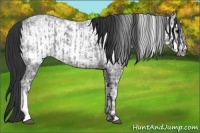 Horse Color:Blue Ice Roan and Blue Ice Roan Frame