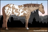 Horse Color:Red Dun Near Leopard 