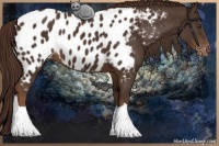 Horse Color:Liver Chestnut Appaloosa 